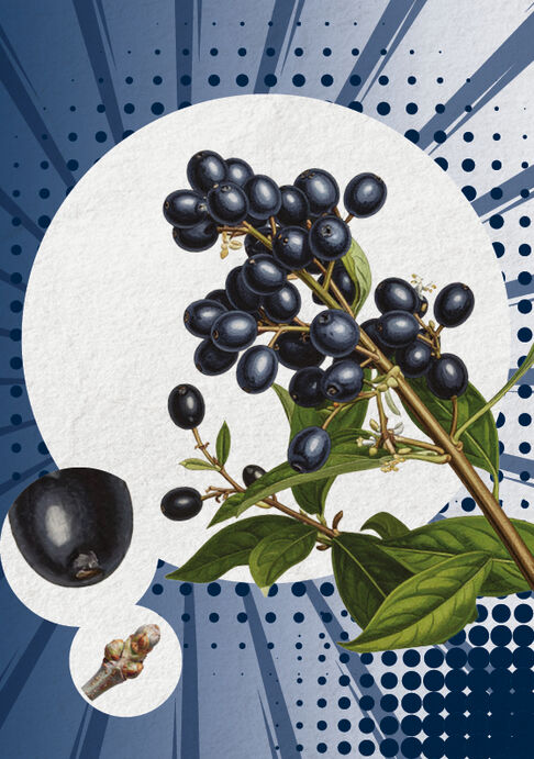 Der Liguster (Ligustrum vulgare)