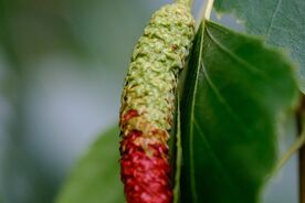 Faszination heimische Gehölze