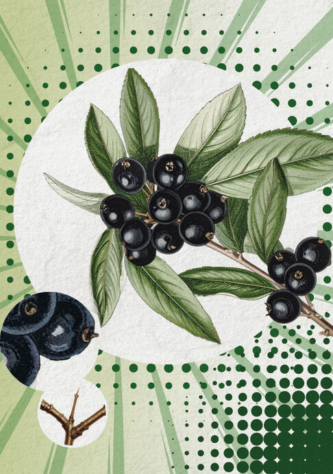 Der Kreuz- oder Purgierdorn (Rhamnus cathartica)