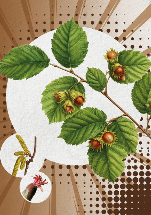 Die Haselnuss, bairisch Hoslnuss (Corylus avellana)