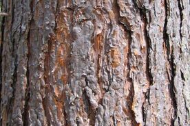 Faszination heimische Gehölze