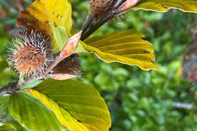 Faszination heimische Gehölze