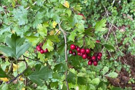 Faszination heimische Gehölze