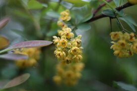 Faszination heimische Gehölze