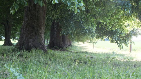 Es sind die Pflanzen- bzw. Tierarten in Deutschland heimisch, ....