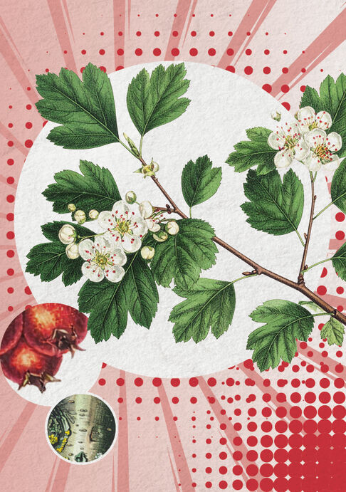 Faszination heimische Gehölze