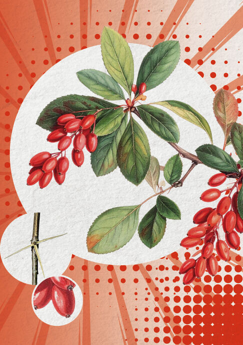 Die Berberitze (Berberis vulgaris)