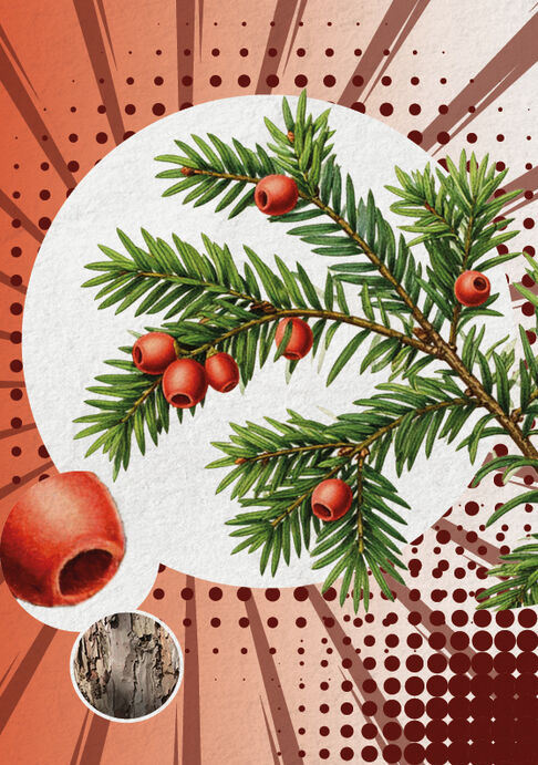 Die Eibe (Taxus baccata)