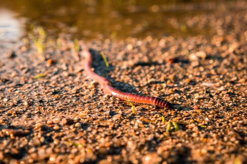 Der Ground Braker - ein Bodenbelüfter mit Düngemittelfabrik