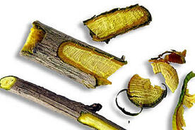 Faszination heimische Gehölze