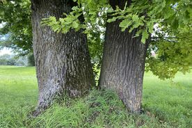 Faszination heimische Gehölze