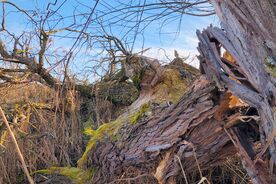 Faszination heimische Gehölze