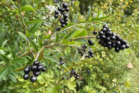 Faszination heimische Gehölze