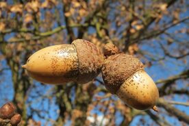 Faszination heimische Gehölze