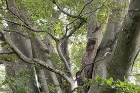 Faszination heimische Gehölze