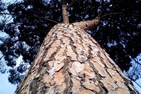 Faszination heimische Gehölze