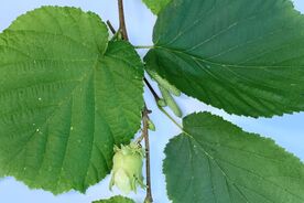 Faszination heimische Gehölze