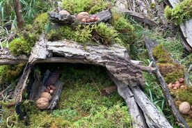 2025: Heimische Vielfalt - Streifzüge durch unsere Natur