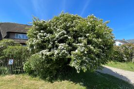 Faszination heimische Gehölze