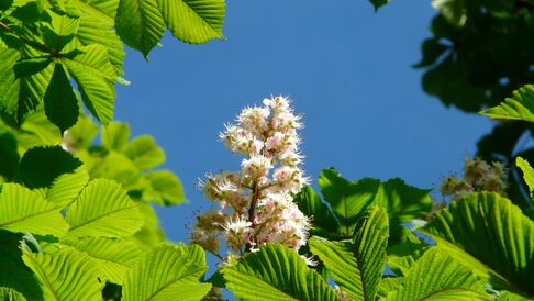 Zugereiste und Eingebürgerte