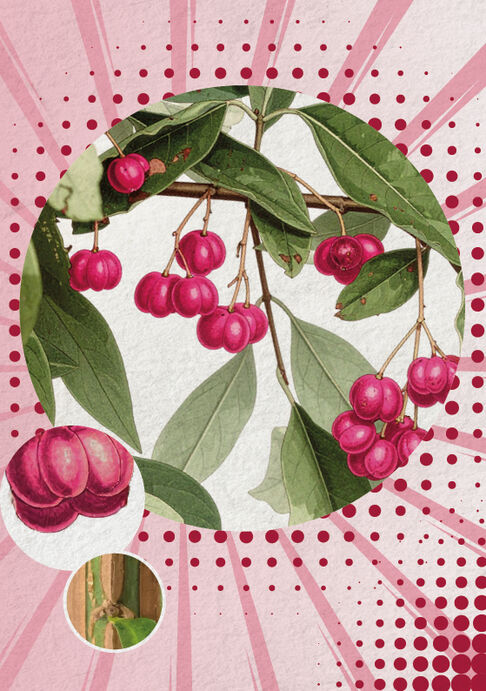 Das Pfaffenhütchen, bairisch Pfaffenkapperl (Euonymus europaeus)