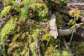 2025: Heimische Vielfalt - Streifzüge durch unsere Natur