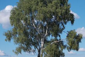 Faszination heimische Gehölze