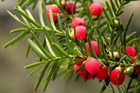 Faszination heimische Gehölze