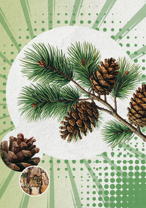 Die Waldkiefer (Pinus sylvestris)