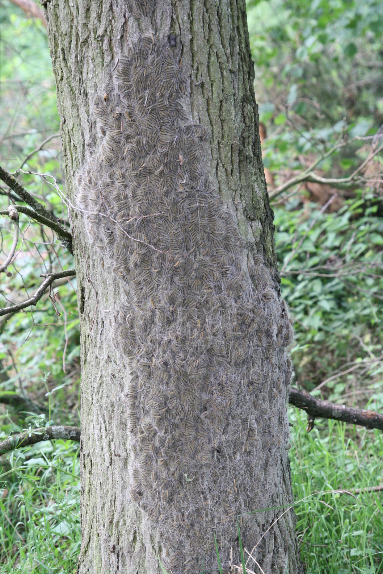 Nest mit Raupen
