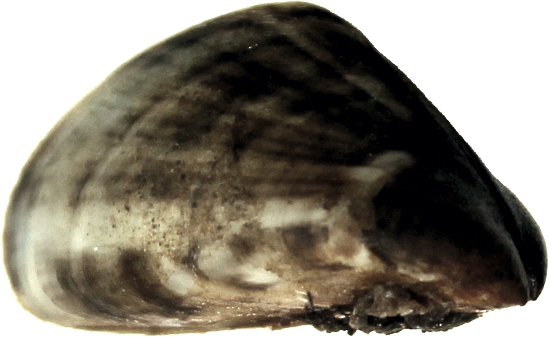 So sieht die Quagga-Dreikantmuschel aus: