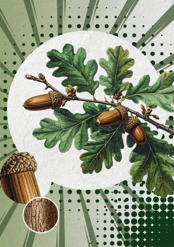 Die Stieleiche (Quercus robur)